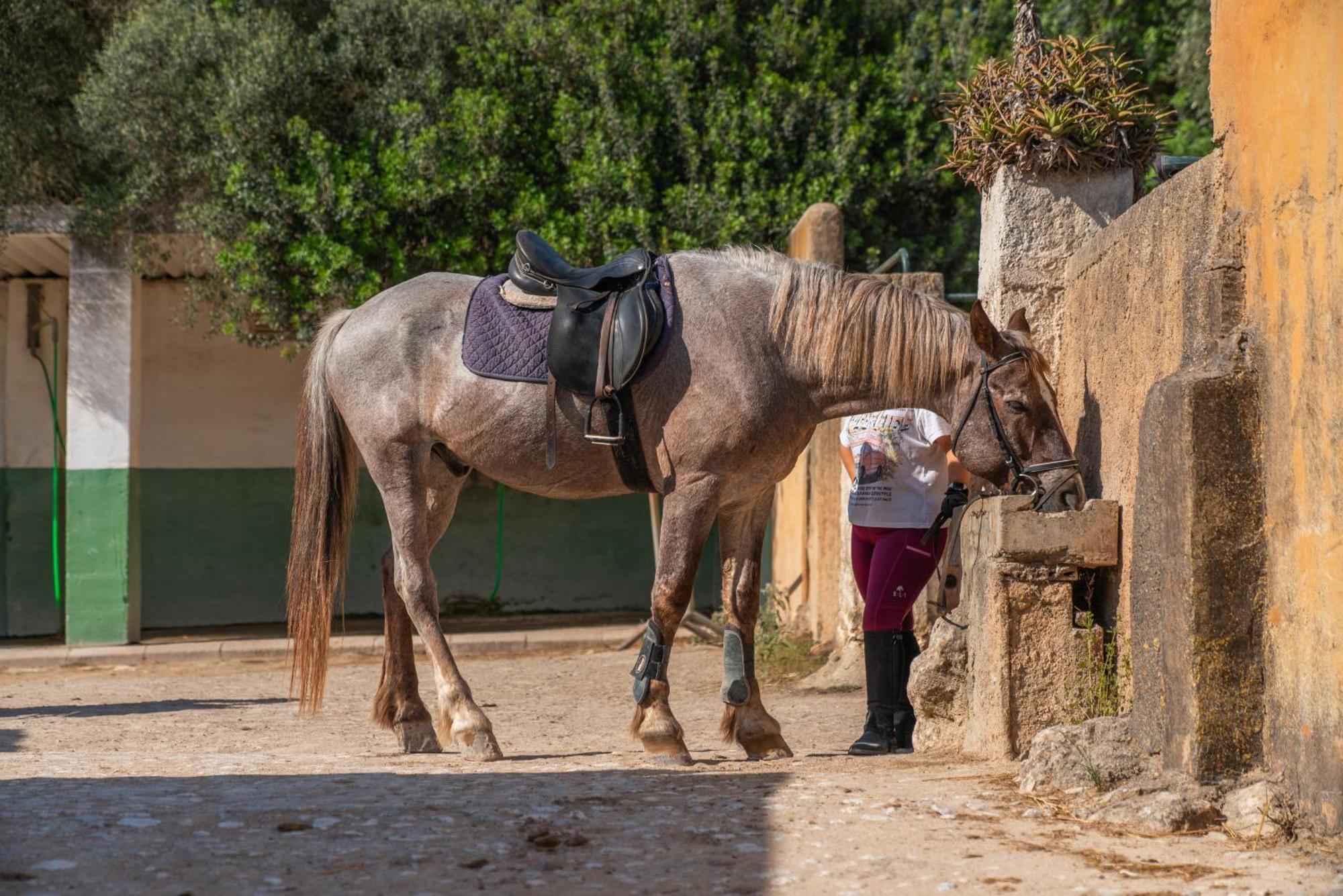 Finca Agroturismo Son Menut Феланитс Екстериор снимка